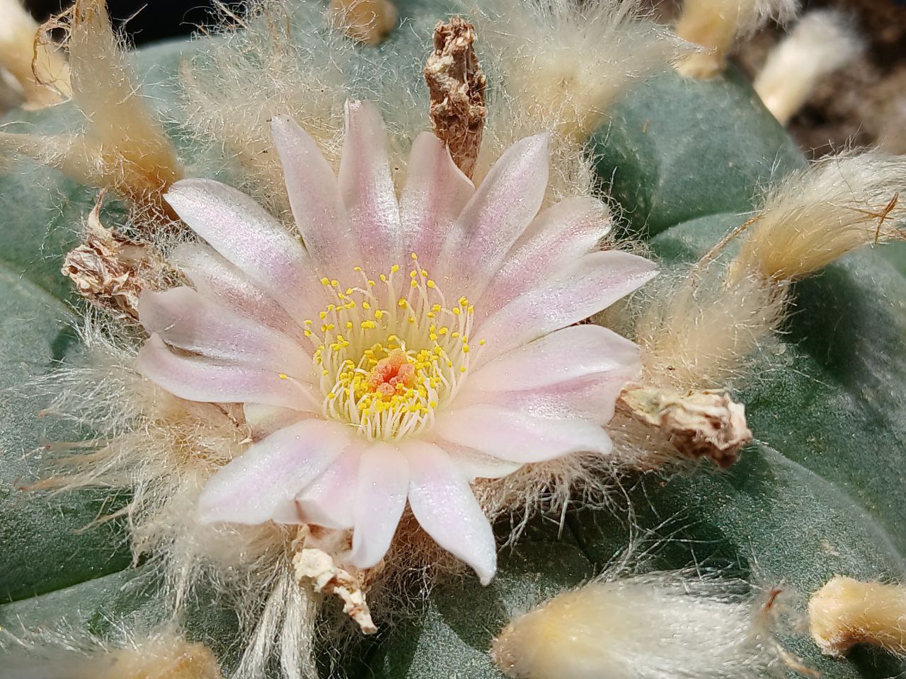 Lophophora Williamsii / Peyote Samen
